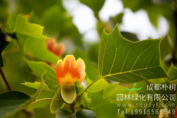 鹅掌楸价格-图片-形态特征-生长习性-分布范围-保护现状-主要价值