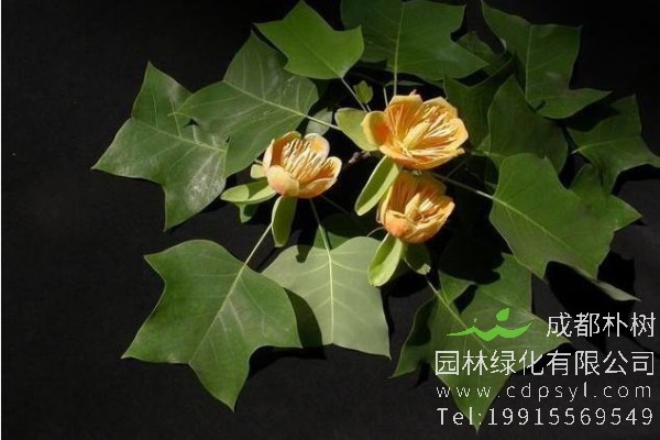 鹅掌楸价格-图片-形态特征-生长习性-分布范围-保护现状-主要价值