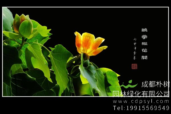 鹅掌楸价格-图片-形态特征-生长习性-分布范围-保护现状-主要价值