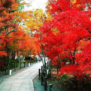 火炬树价格-图片-形态特征-生长习性-分布范围-植物文化-主要价值