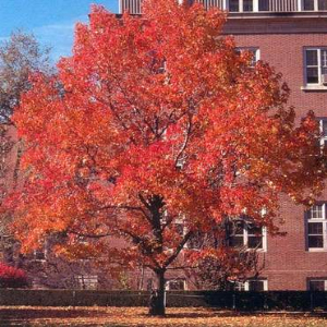 枫香树价格-图片-形态特征-生长习性-分布范围-品种介绍-主要价值