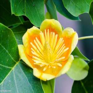 鹅掌楸价格-图片-形态特征-生长习性-分布范围-保护现状-主要价值