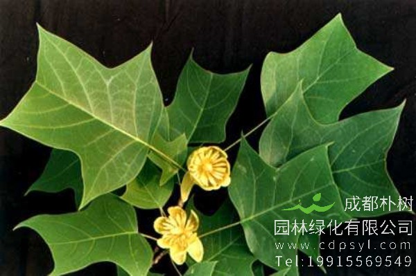 鹅掌楸价格-图片-形态特征-生长习性-分布范围-保护现状-主要价值