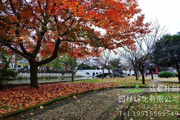 枫香树价格-图片-形态特征-生长习性-分布范围-品种介绍-主要价值