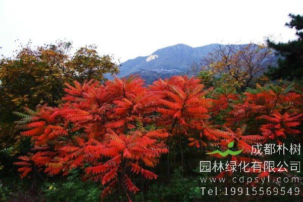 火炬树价格-图片-形态特征-生长习性-分布范围-植物文化-主要价值