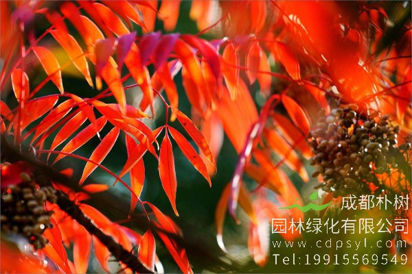 火炬树价格-图片-形态特征-生长习性-分布范围-植物文化-主要价值