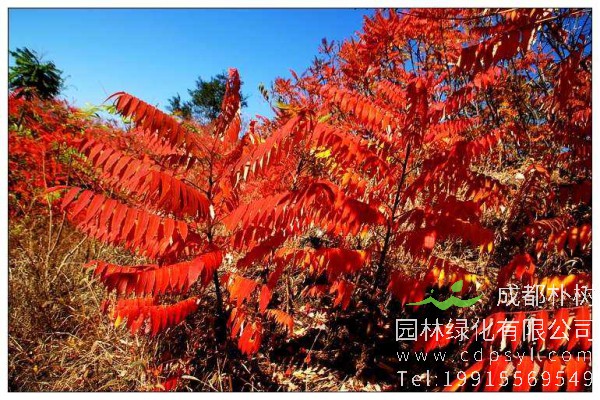 火炬树价格-图片-形态特征-生长习性-分布范围-植物文化-主要价值