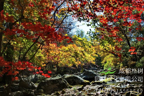 枫香树价格-图片-形态特征-生长习性-分布范围-品种介绍-主要价值