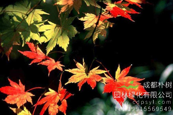 枫香树价格-图片-形态特征-生长习性-分布范围-品种介绍-主要价值