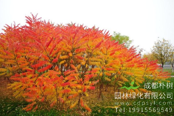 火炬树价格-图片-形态特征-生长习性-分布范围-植物文化-主要价值