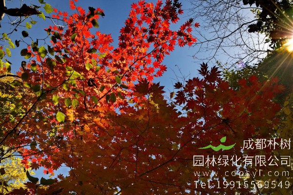 枫香树价格-图片-形态特征-生长习性-分布范围-品种介绍-主要价值