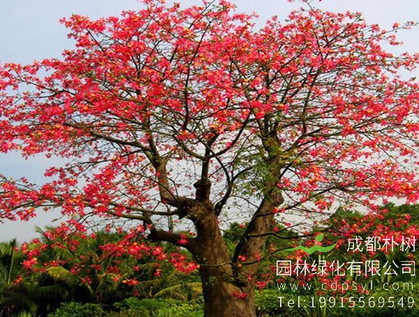 木棉树图片大全，美丽木棉花树图片欣赏