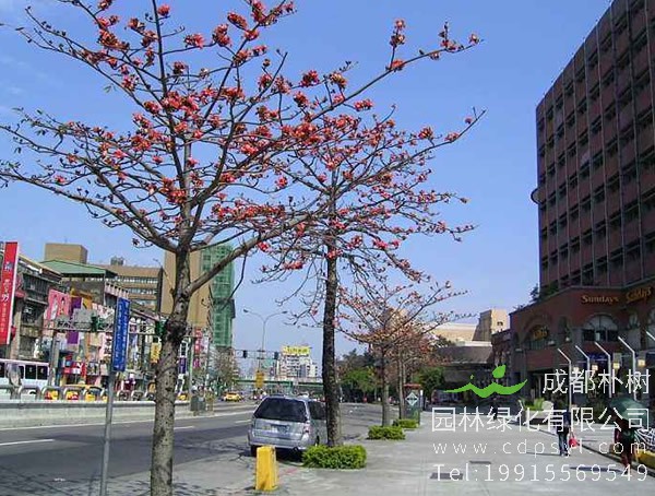 木棉树图片大全，美丽木棉花树图片欣赏