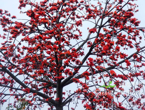 木棉树图片大全，美丽木棉花树图片欣赏