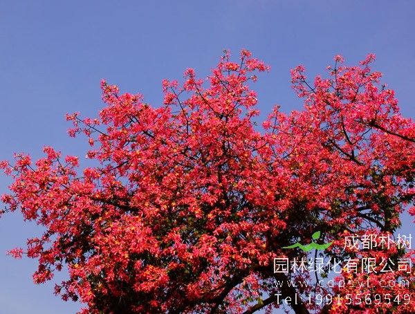 木棉树图片大全，美丽木棉花树图片欣赏