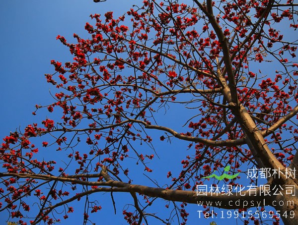木棉价格-图片-形态特征-生长环境-分布范围-主要价值以及植物文化