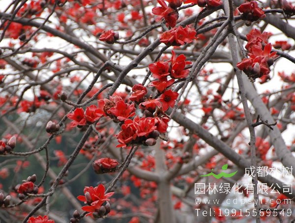 木棉价格-图片-形态特征-生长环境-分布范围-主要价值以及植物文化