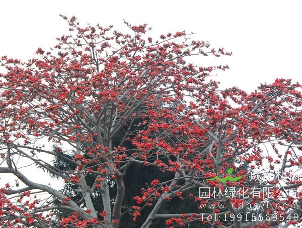 木棉树的价值，木棉树有什么作用？