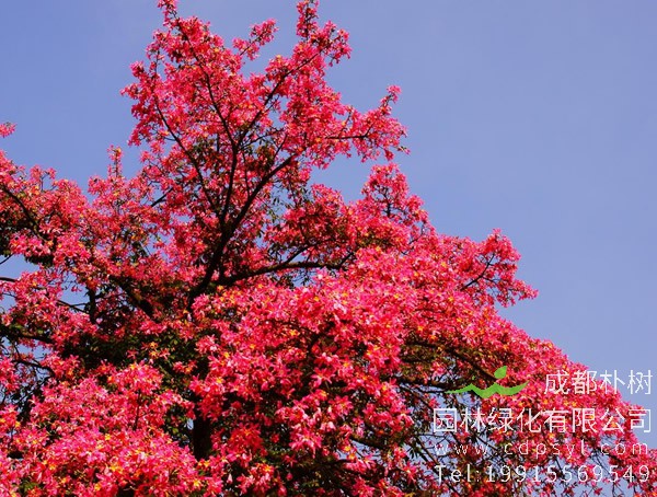木棉树图片大全，美丽木棉花树图片欣赏