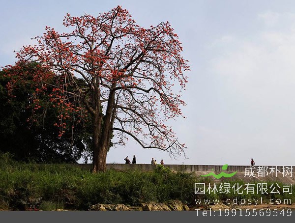 木棉树图片大全，美丽木棉花树图片欣赏