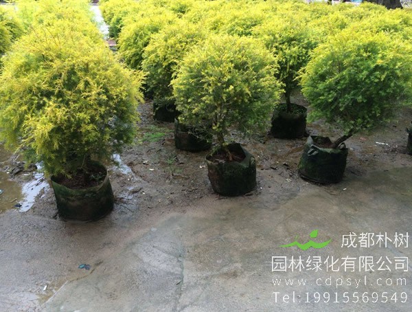 黄金宝树价格-图片-形态特征-生长环境-分布范围以及主要价值