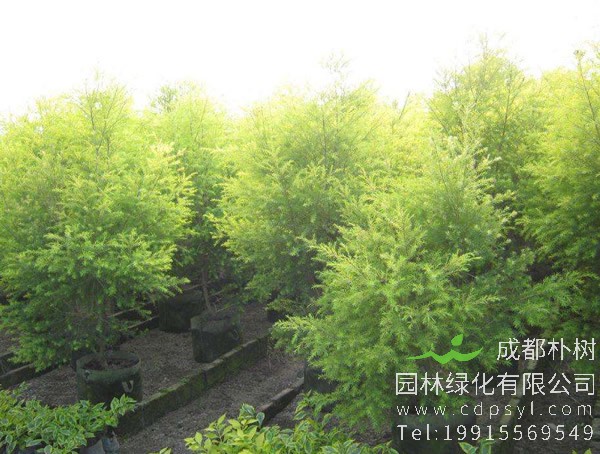 黄金宝树价格-图片-形态特征-生长环境-分布范围以及主要价值