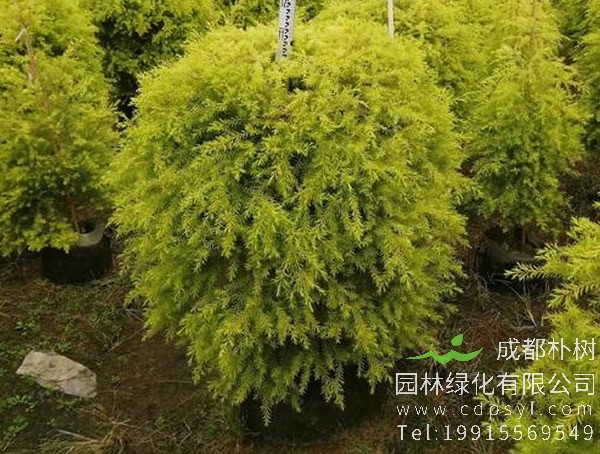 黄金宝树价格-图片-形态特征-生长环境-分布范围以及主要价值