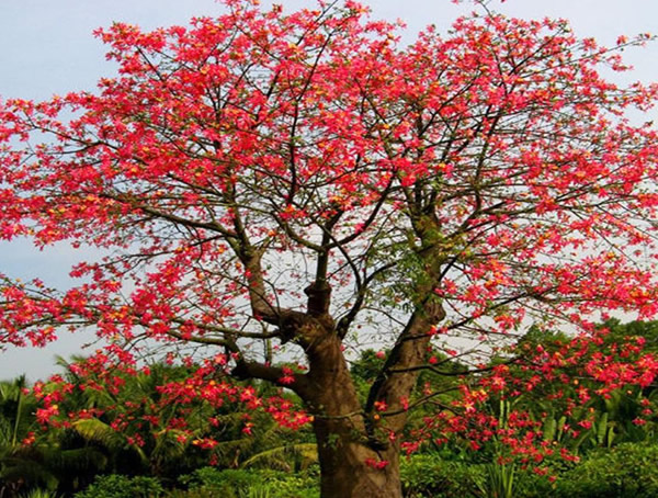 木棉价格-图片-形态特征-生长环境-分布范围-主要价值以及植物文化