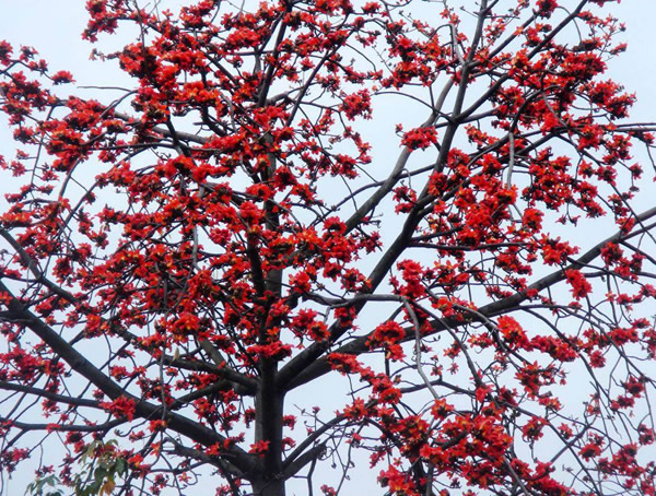 木棉的栽培技术、繁殖方法以及病虫防治方法介绍