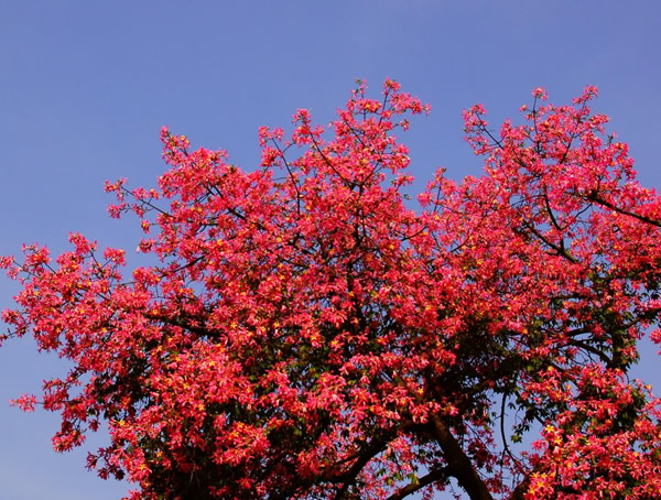 木棉树的象征意义，木棉树象征什么？