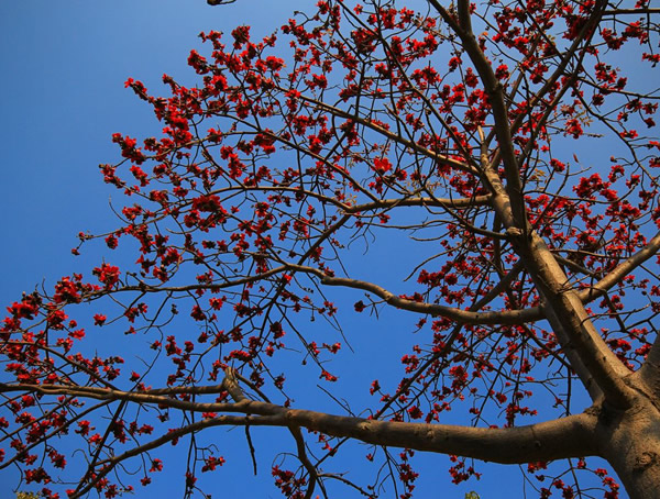 木棉树的特点，木棉树一年四季的样子