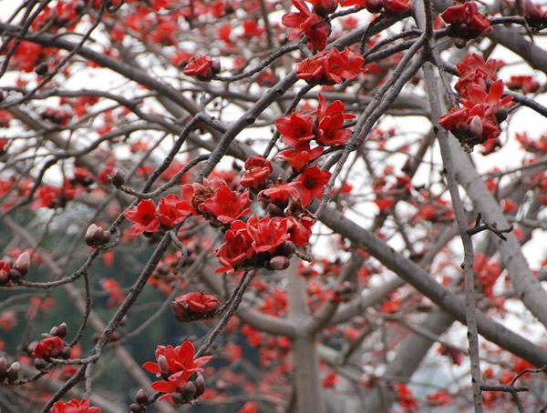 木棉树开花时间，木棉树什么时候开花？
