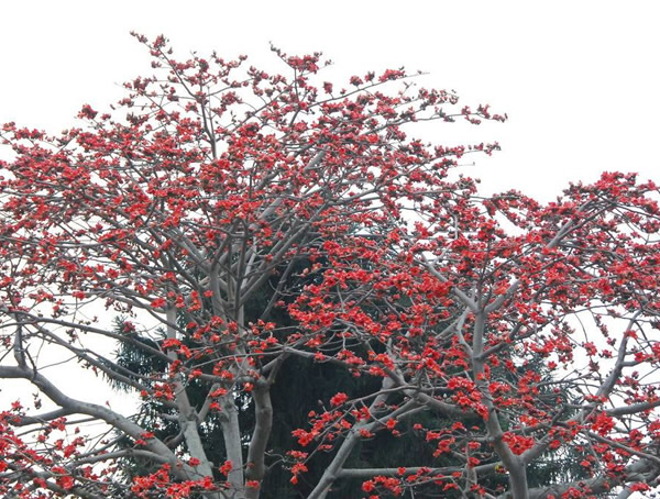 木棉树的价值，木棉树有什么作用？