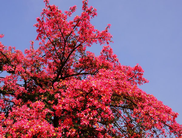 木棉树为什么跟橡树不同？