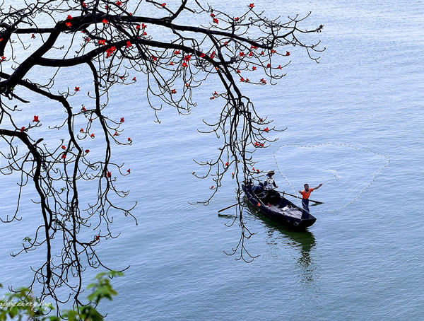 木棉的养殖方法有哪些？有哪些要求？