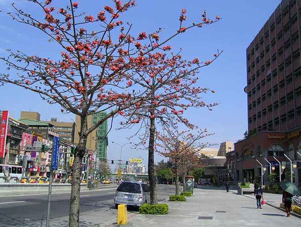 木棉树是国家保护植物吗？