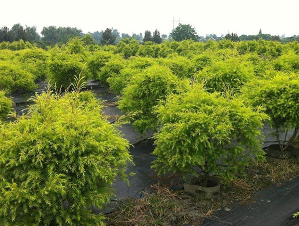 黄金宝树的繁殖方法、栽培技术以及病虫防治方法介绍