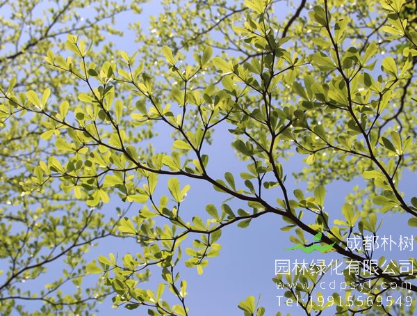 小叶榄仁价格-图片-形态特征-产地生境以及主要价值