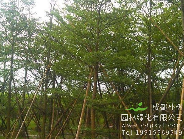 小叶榄仁图片大全，最新小叶榄仁图片欣赏