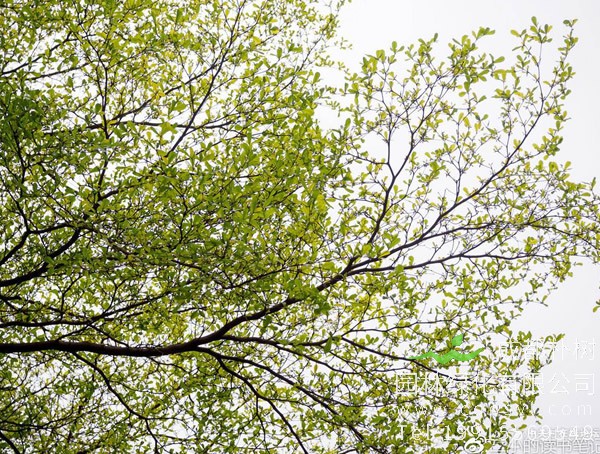 小叶榄仁图片大全，最新小叶榄仁图片欣赏