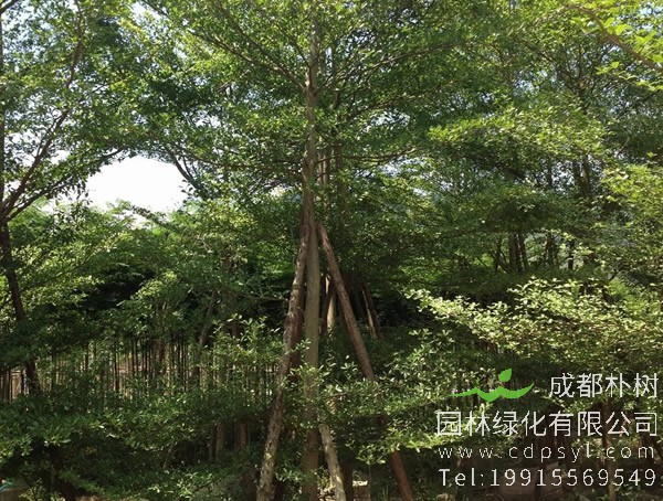 小叶榄仁图片大全，最新小叶榄仁图片欣赏