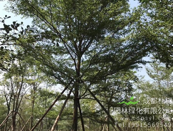 小叶榄仁的栽培技术介绍