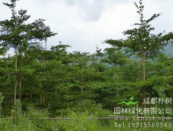 湖南能否种植小叶榄仁？