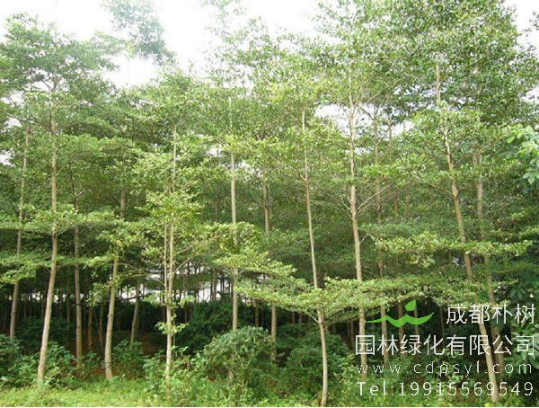 小叶榄仁图片大全，最新小叶榄仁图片欣赏