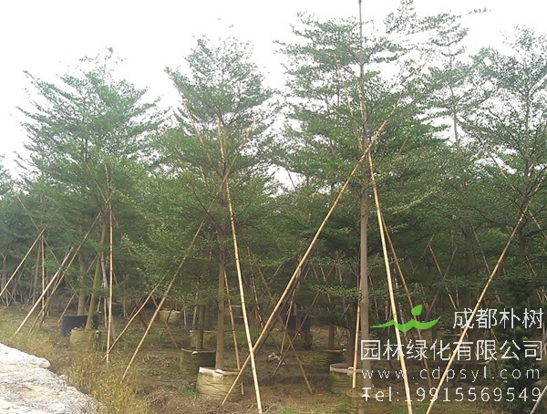 小叶榄仁图片大全，最新小叶榄仁图片欣赏