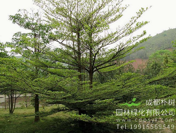 小叶榄仁图片大全，最新小叶榄仁图片欣赏