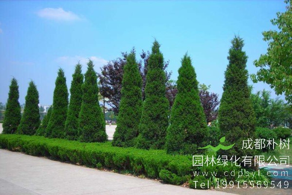 圆柏价格-图片-形态特征-生长习性-分布范围-品种分类-主要价值