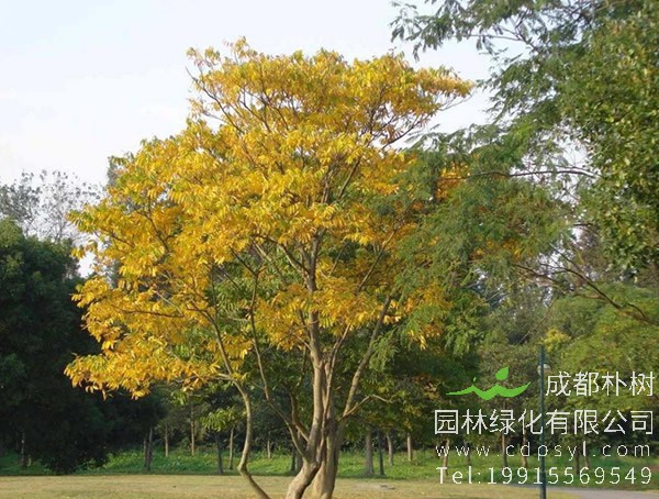 无患子图片大全，无患子树图片欣赏