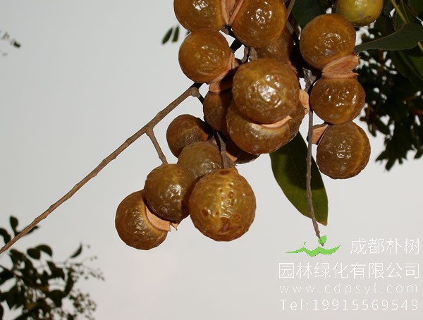 无患子树的果实皮可以洗头吗？