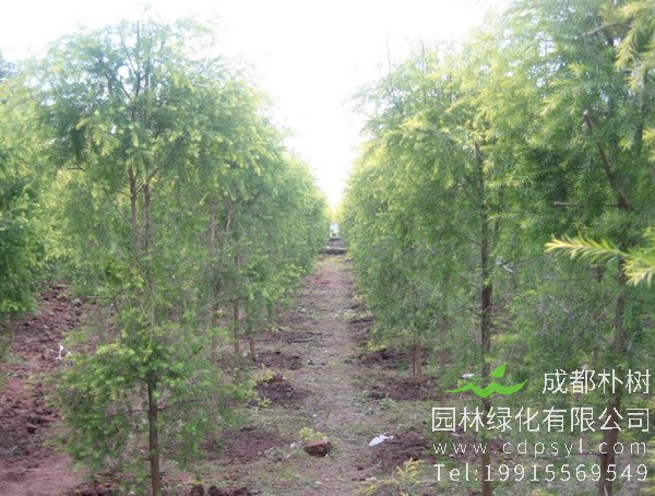 黄金宝树图片大全，黄金宝树图片欣赏